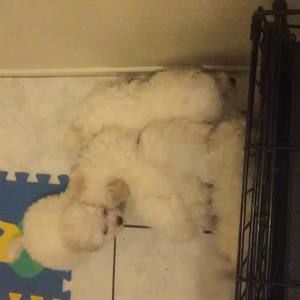 Meet your Posher, Bo